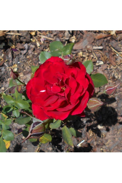 Троянда флорібунда Торнадо червона 